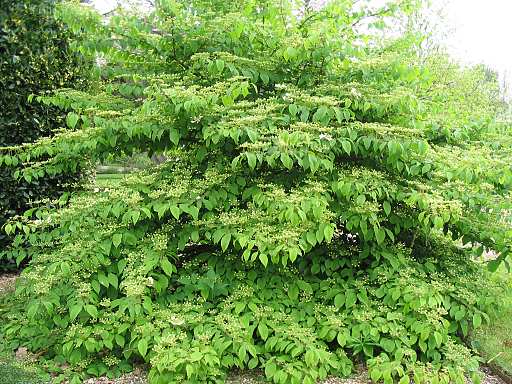 Viburnum bush