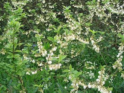 Flowering bush