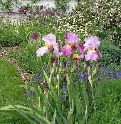 Iris