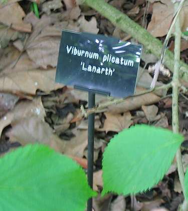 Plaque for Viburum bush