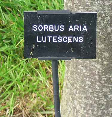 Plaque for the Sorbus Tree