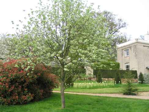 Sorbus Tree
