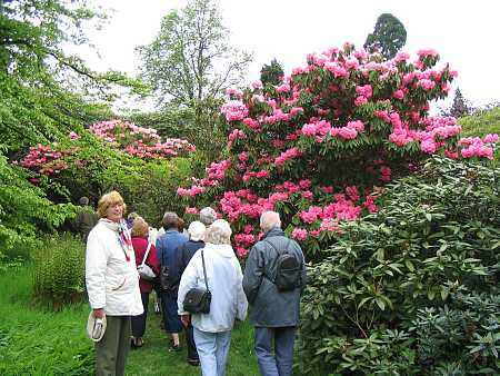 Rhodedendrum