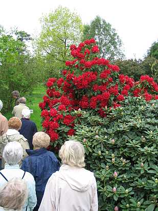 Rhodedendrum