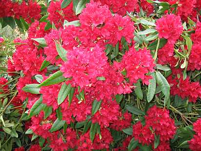 Rhodedendrum