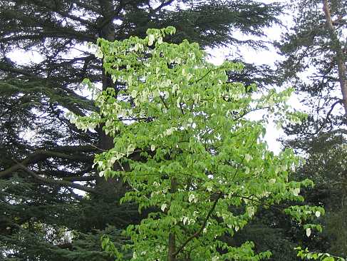 Handkerchief Tree