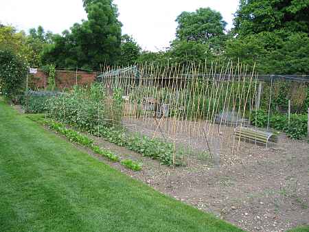 Vegatable garden
