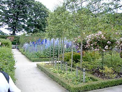 Delphiniums in Upper Garden