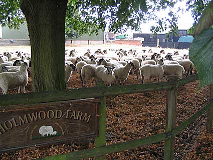Sheep nearby