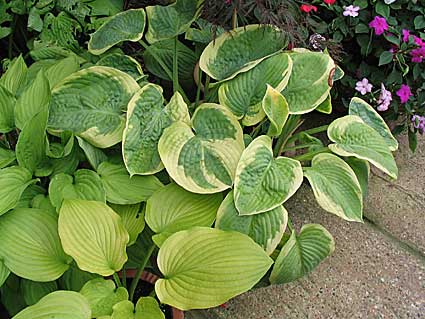 2006-garden-04