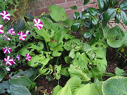 2006-garden-05