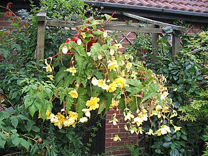 2006-garden-07