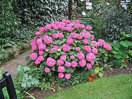 2006-garden-010