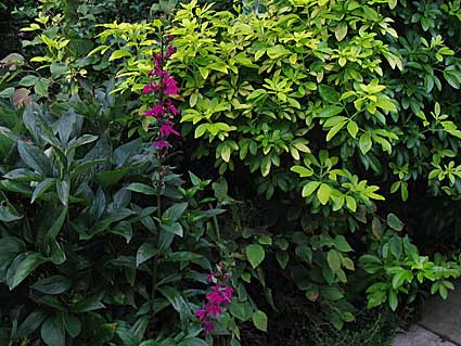 2006-garden-12