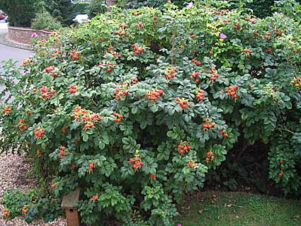 2006-garden-16