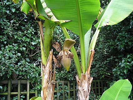 2006-garden-19