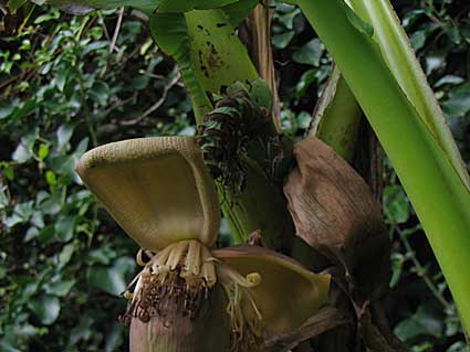 2006-garden-20
