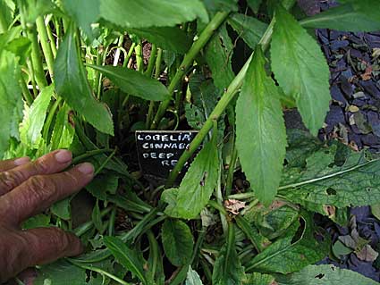 2006-garden-21