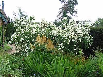 Mock-Orange